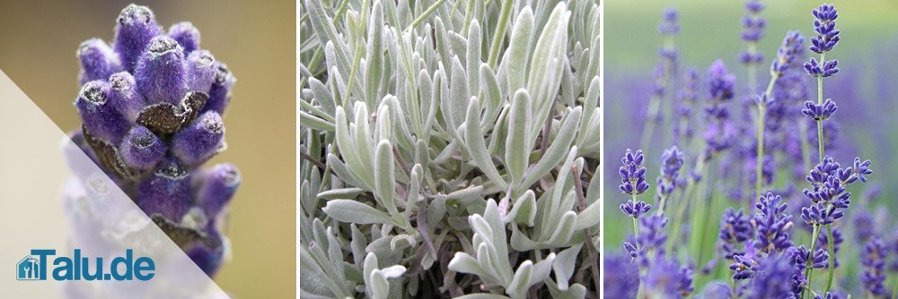 Speiklavendel, Echter Lavendel, Wolliger Lavendel