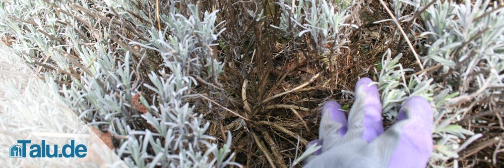 Alten Lavendel teilen