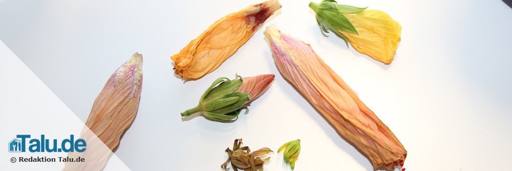 Hibiskus verliert Blüten