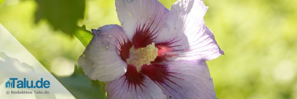 Hibiskus bevorzugt Wärme und Sonne