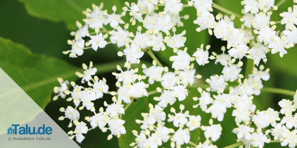 holunderblueten-ernten