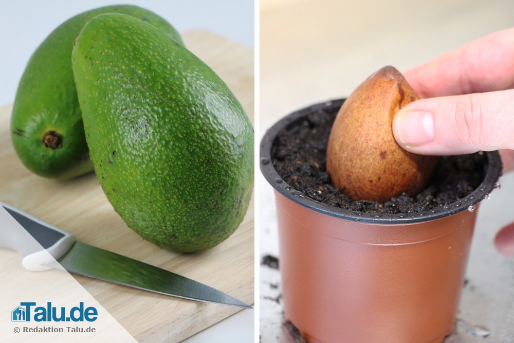 Avocadokern einpflanzen