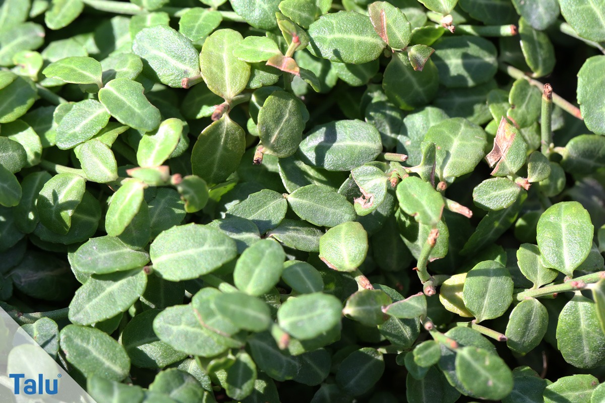 Kleine Kriechspindel