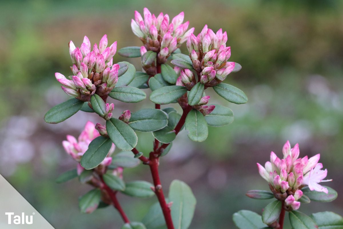Rhododendron-Substrat mischen