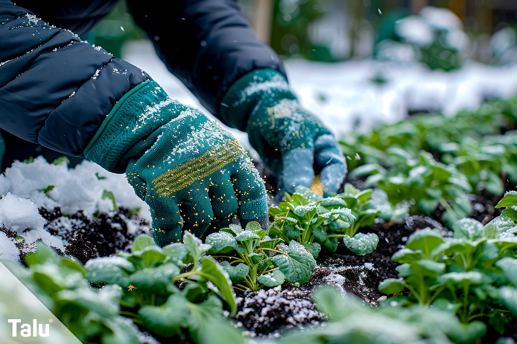 Pflanzen überwintern im Hochbeet